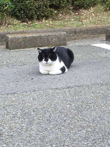 がるちゃん猫カフェ57号店 開店しました♪(初めての方も大歓迎!!)