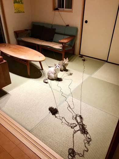 がるちゃん猫カフェ57号店 開店しました♪(初めての方も大歓迎!!)