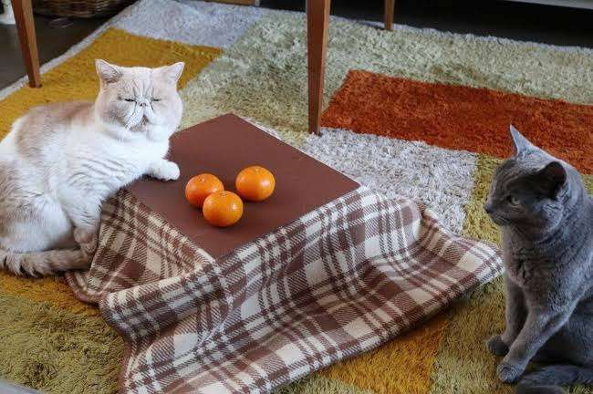 がるちゃん猫カフェ57号店 開店しました♪(初めての方も大歓迎!!)