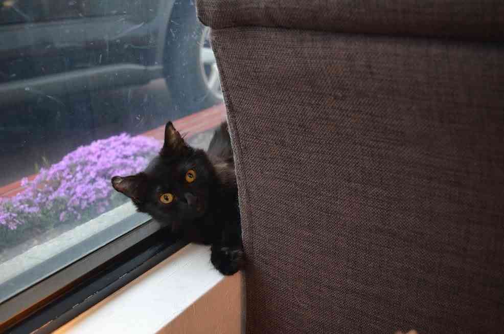 がるちゃん猫カフェ57号店 開店しました♪(初めての方も大歓迎!!)