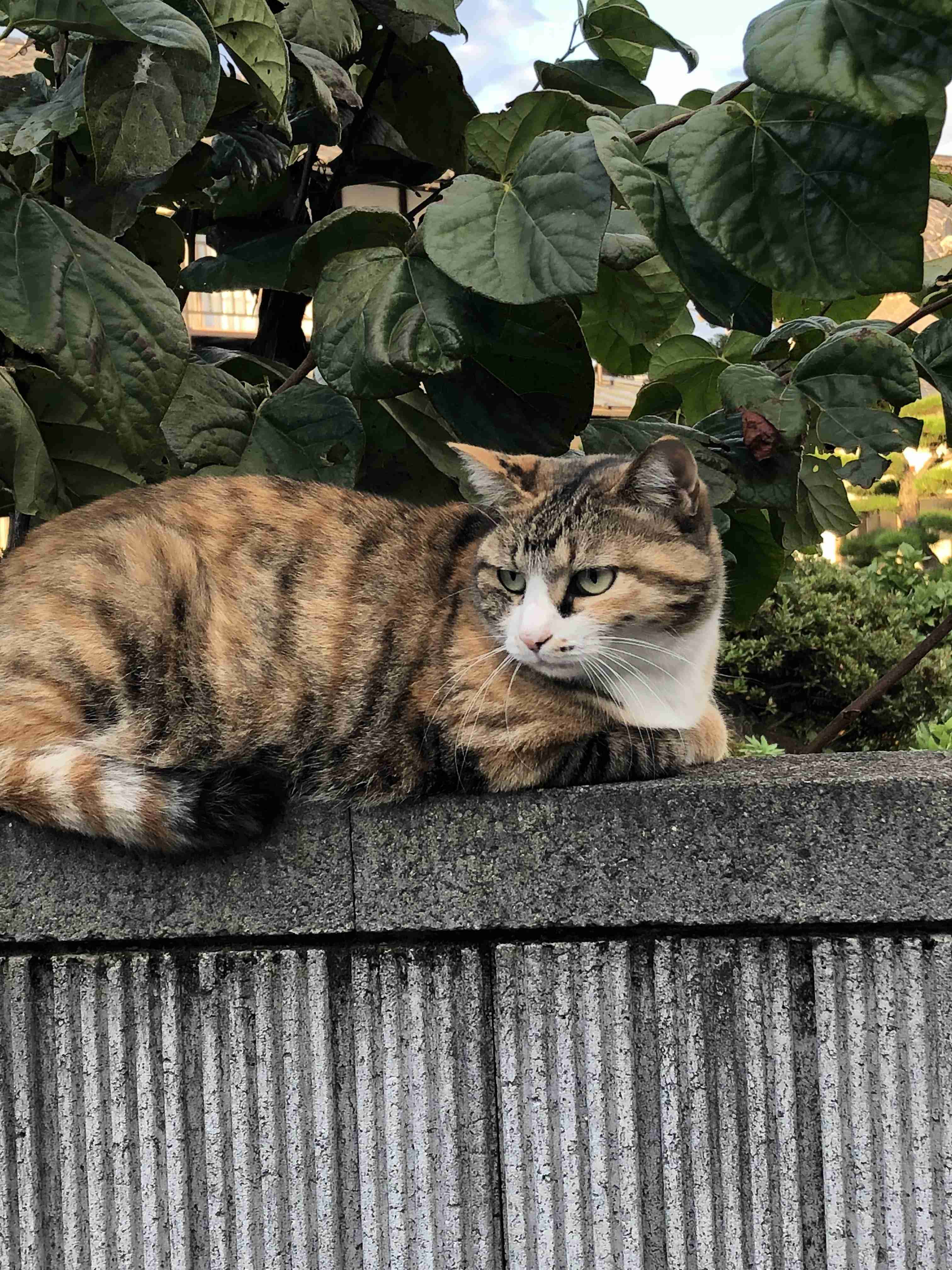 がるちゃん猫カフェ57号店 開店しました♪(初めての方も大歓迎!!)