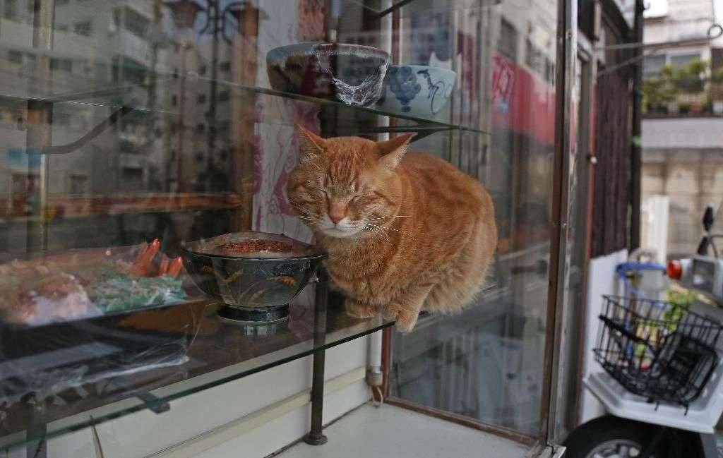 がるちゃん猫カフェ57号店 開店しました♪(初めての方も大歓迎!!)