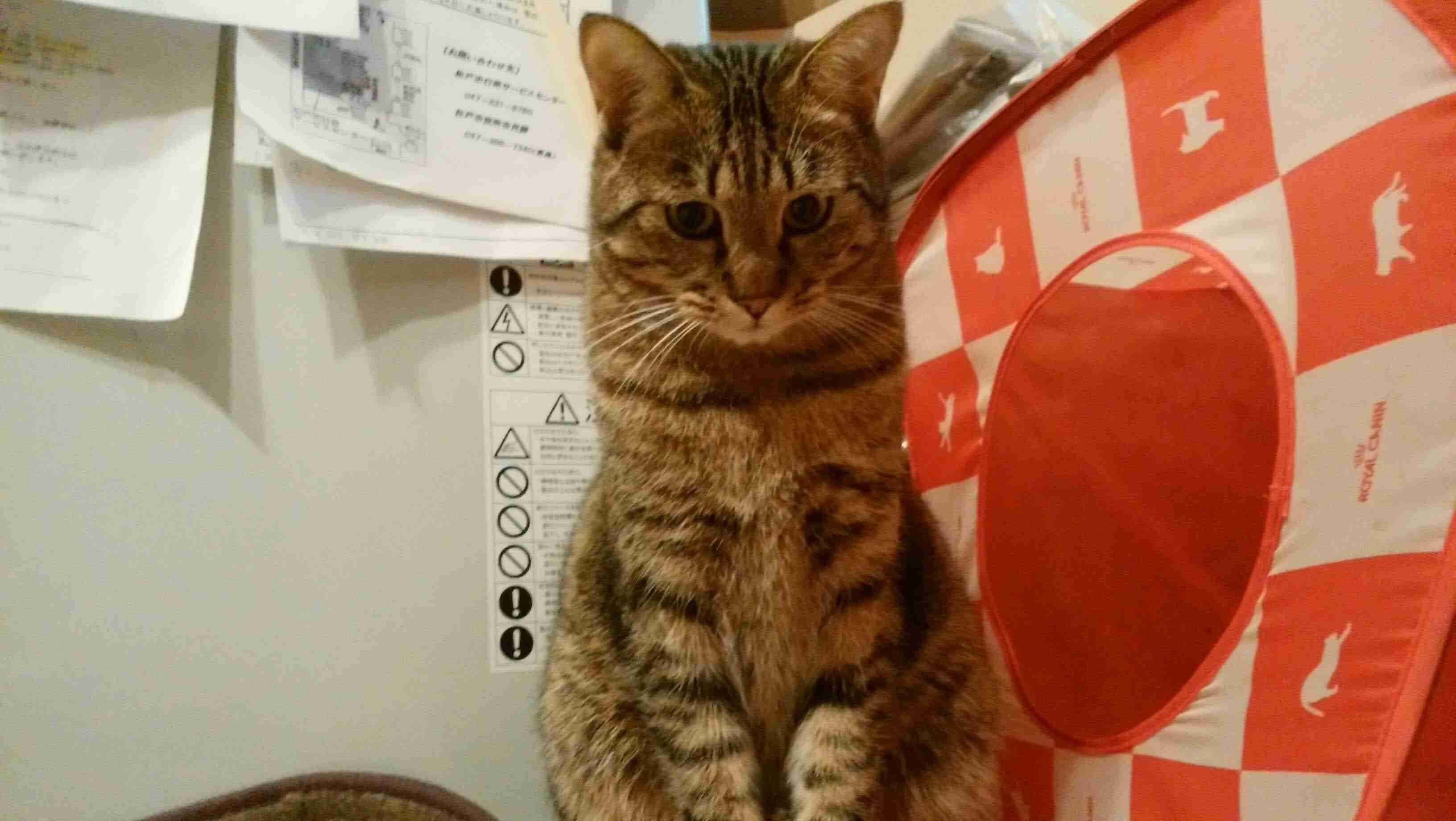 がるちゃん猫カフェ57号店 開店しました♪(初めての方も大歓迎!!)
