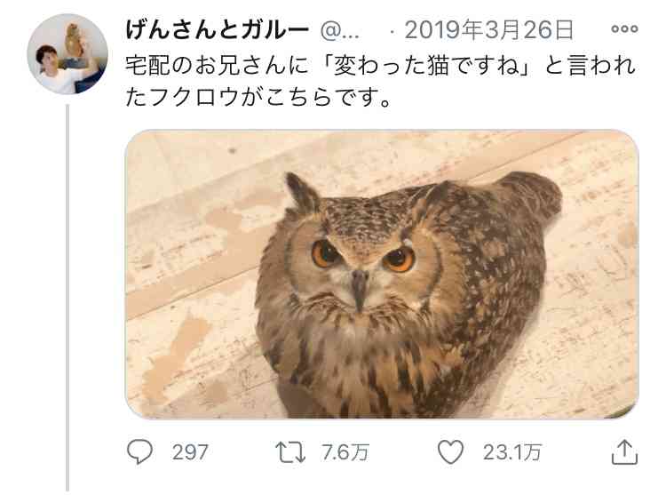 圧倒的猫化!キーボードの上に乗って飼い主に甘えるフクロウ