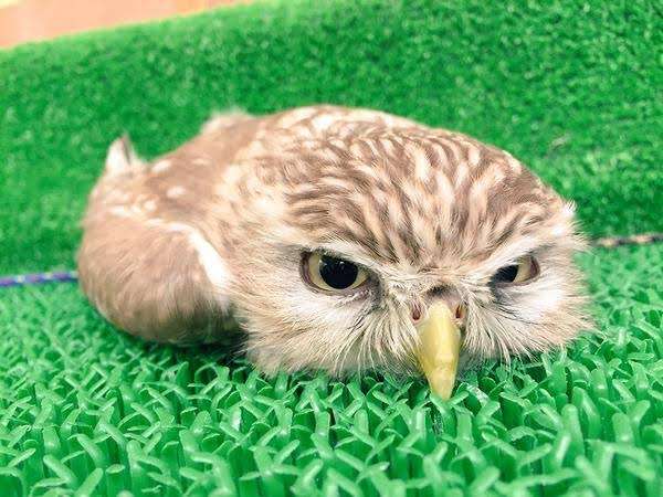 圧倒的猫化!キーボードの上に乗って飼い主に甘えるフクロウ