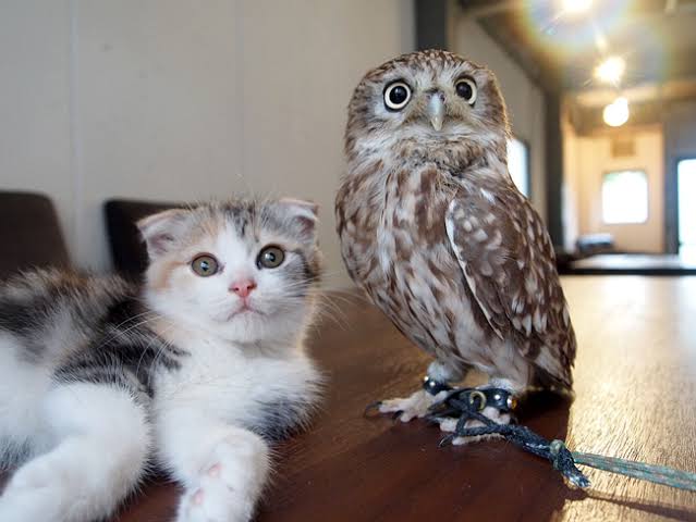 圧倒的猫化!キーボードの上に乗って飼い主に甘えるフクロウ