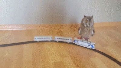 圧倒的猫化!キーボードの上に乗って飼い主に甘えるフクロウ