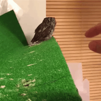 圧倒的猫化!キーボードの上に乗って飼い主に甘えるフクロウ