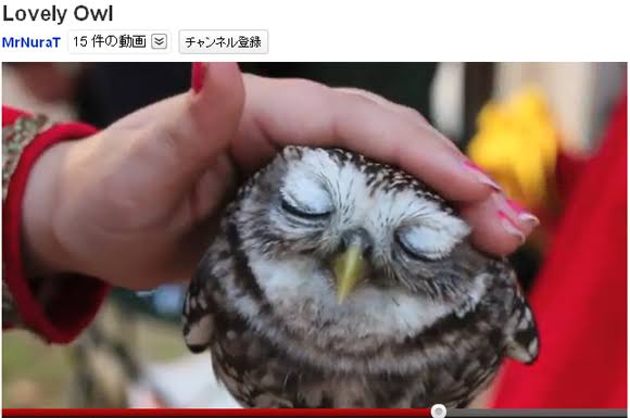 圧倒的猫化!キーボードの上に乗って飼い主に甘えるフクロウ