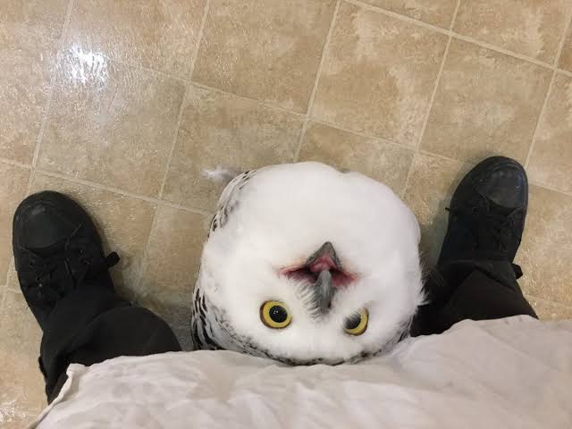 圧倒的猫化!キーボードの上に乗って飼い主に甘えるフクロウ