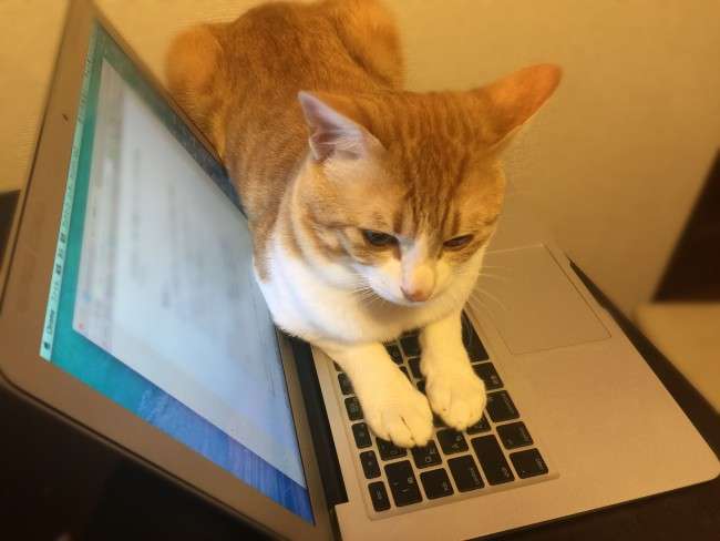圧倒的猫化!キーボードの上に乗って飼い主に甘えるフクロウ