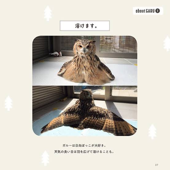 圧倒的猫化!キーボードの上に乗って飼い主に甘えるフクロウ