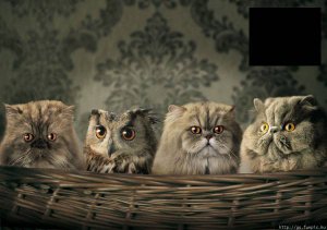 圧倒的猫化!キーボードの上に乗って飼い主に甘えるフクロウ