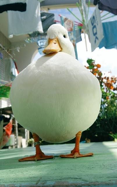 丸いもの集まれ!