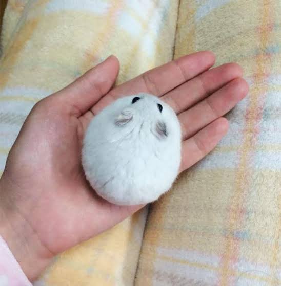 丸いもの集まれ!