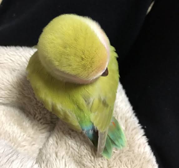 丸いもの集まれ!
