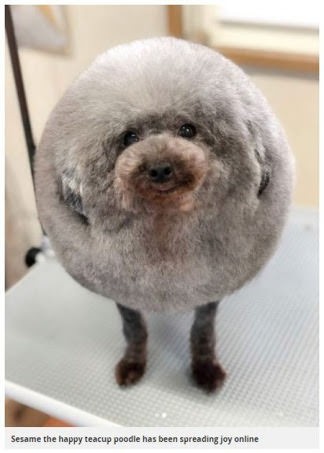 丸いもの集まれ!