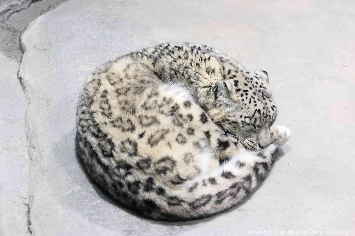 丸いもの集まれ!