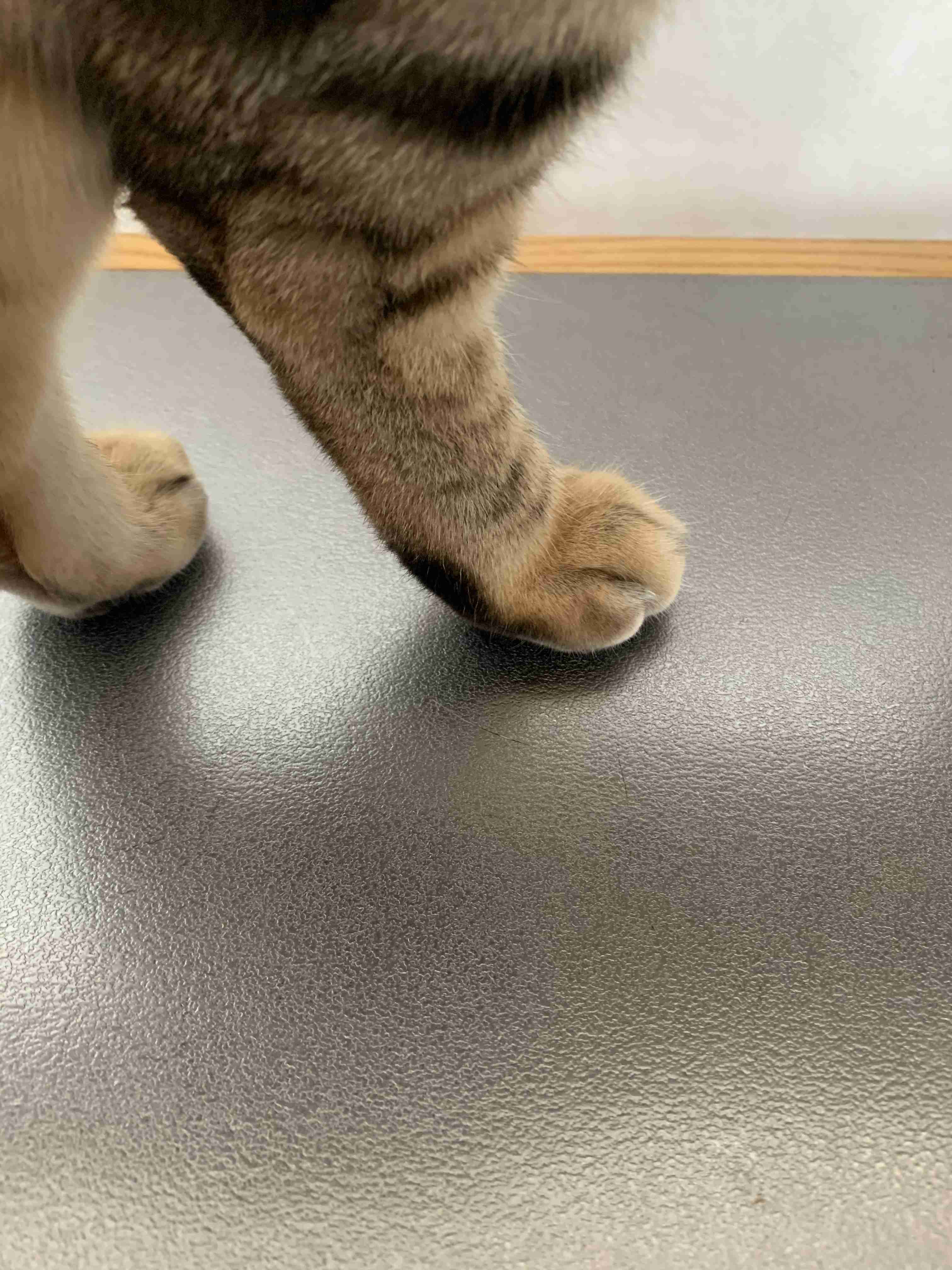 丸いもの集まれ!