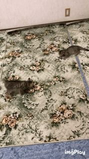 じゃれてる動物たち