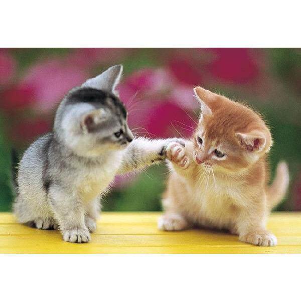 じゃれてる動物たち