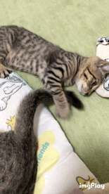じゃれてる動物たち