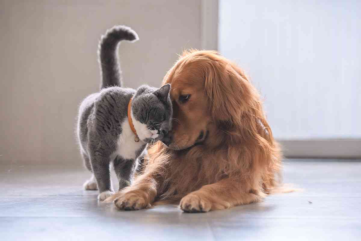 じゃれてる動物たち