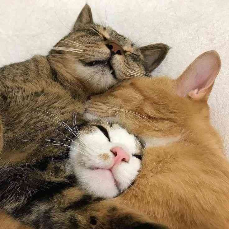 じゃれてる動物たち
