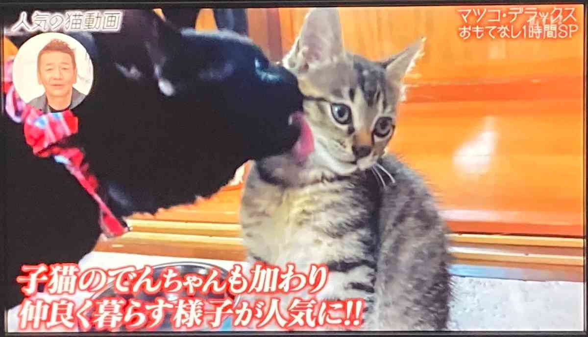 じゃれてる動物たち