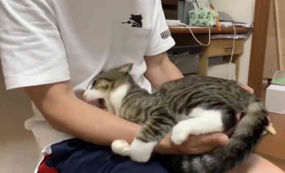 じゃれてる動物たち