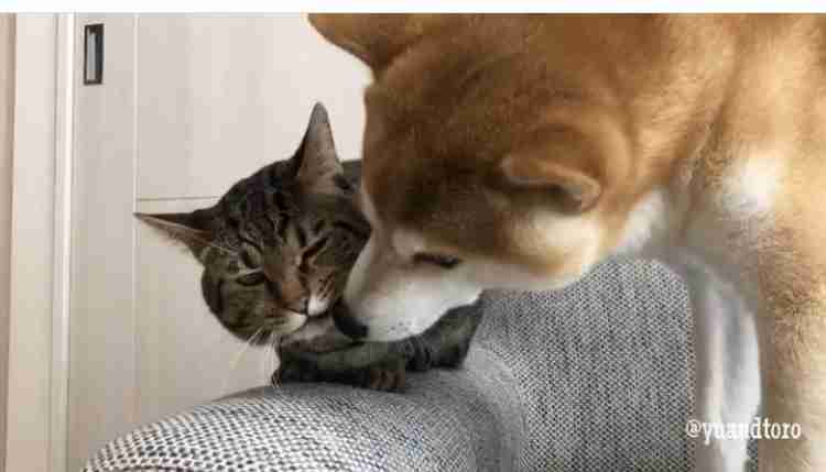 じゃれてる動物たち
