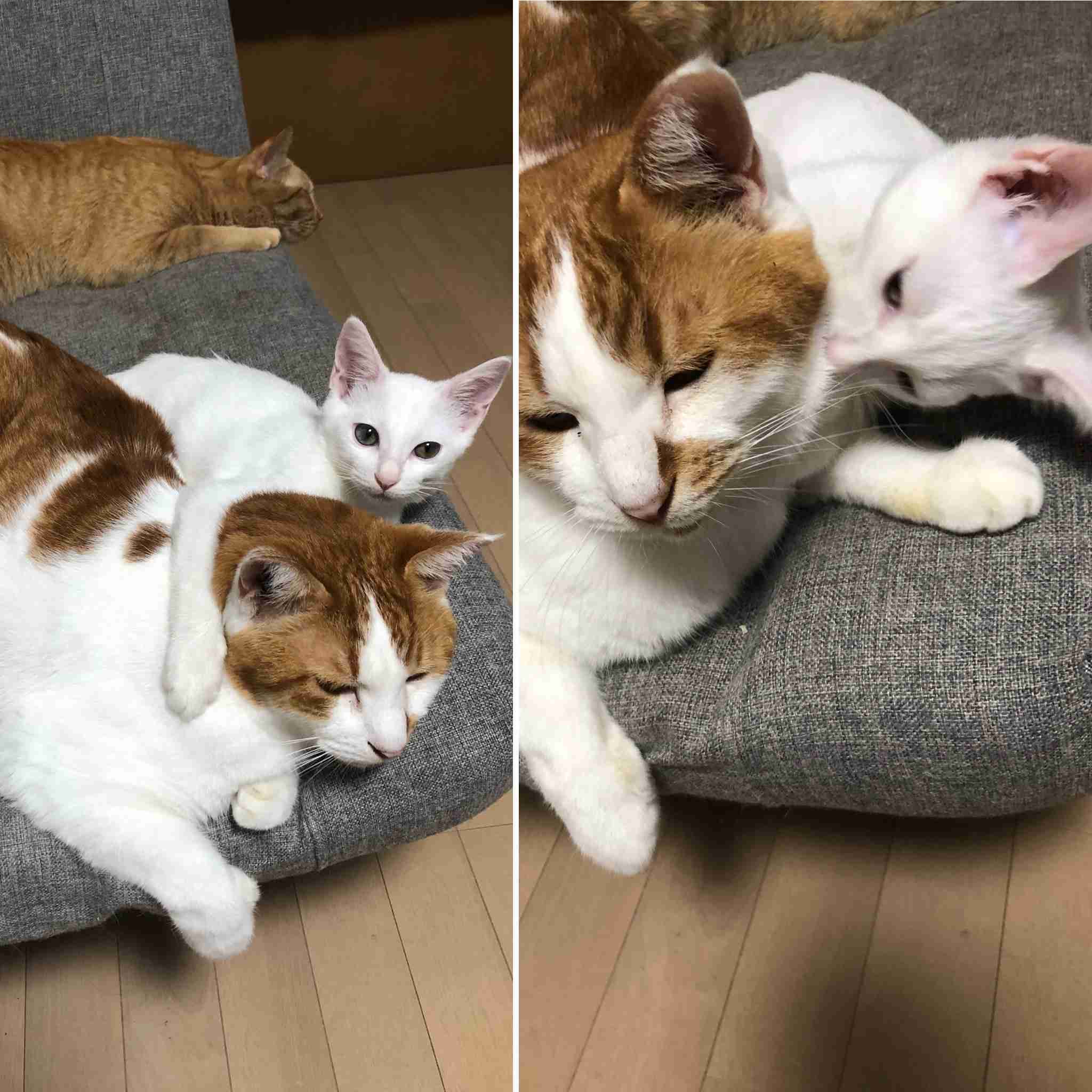 じゃれてる動物たち
