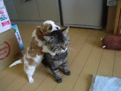 じゃれてる動物たち