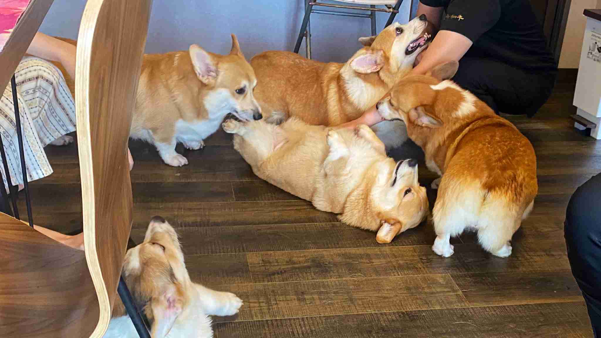 じゃれてる動物たち