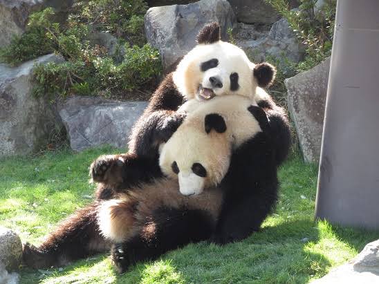 じゃれてる動物たち