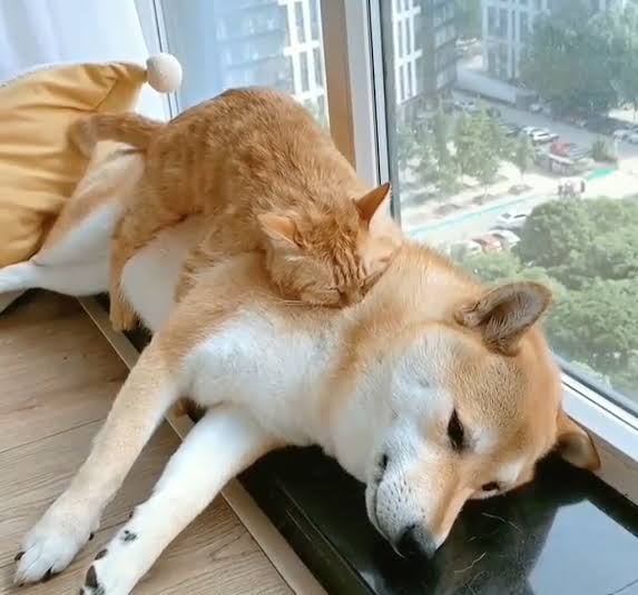 じゃれてる動物たち