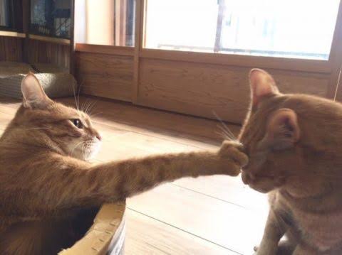 じゃれてる動物たち
