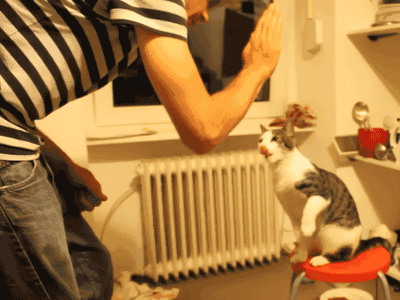 じゃれてる動物たち