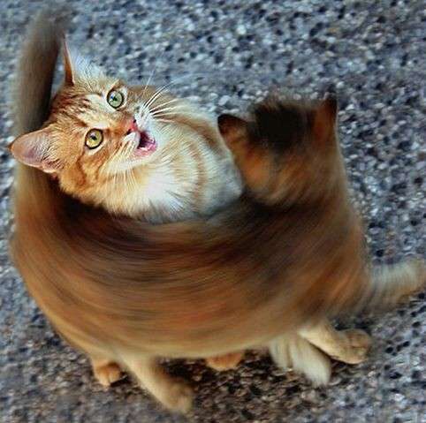 じゃれてる動物たち