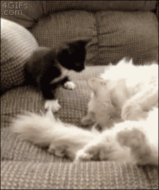 じゃれてる動物たち