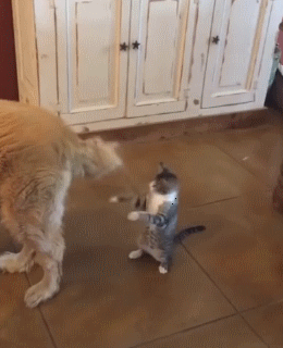 じゃれてる動物たち