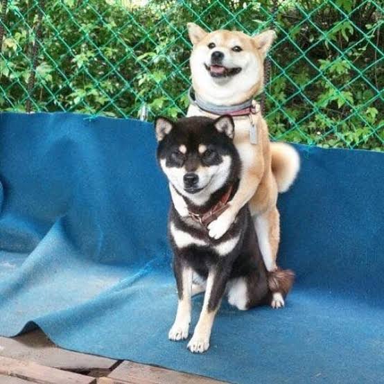 じゃれてる動物たち