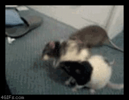 じゃれてる動物たち