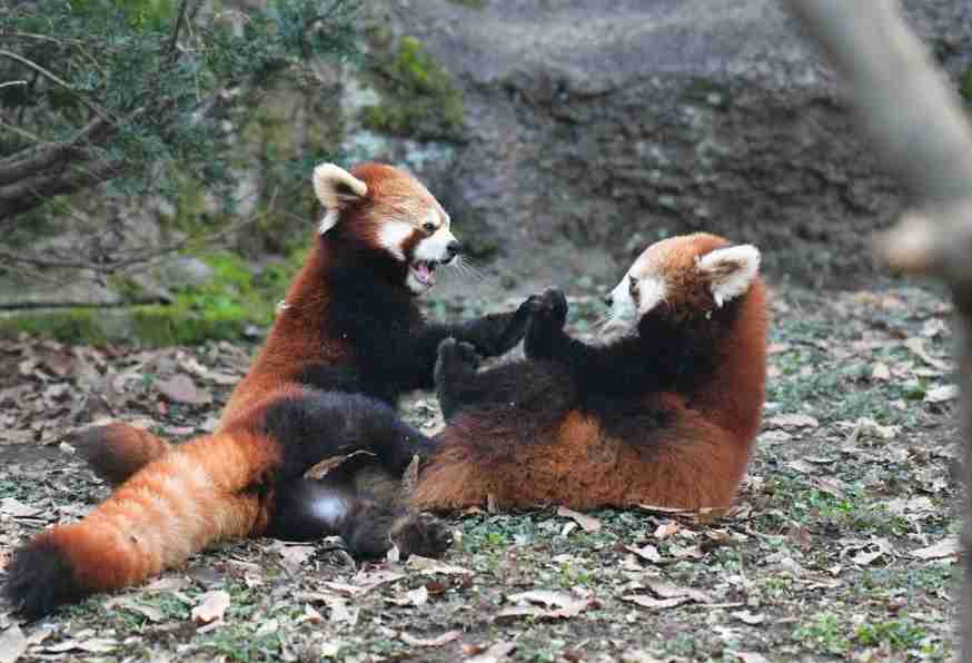 じゃれてる動物たち