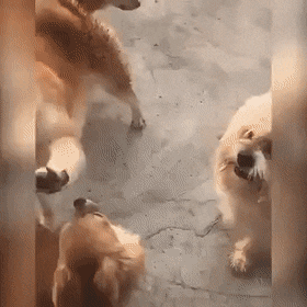 じゃれてる動物たち