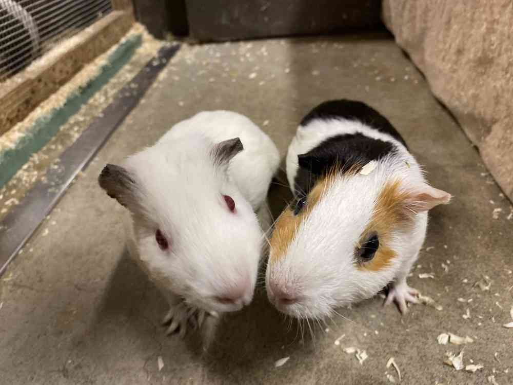 じゃれてる動物たち