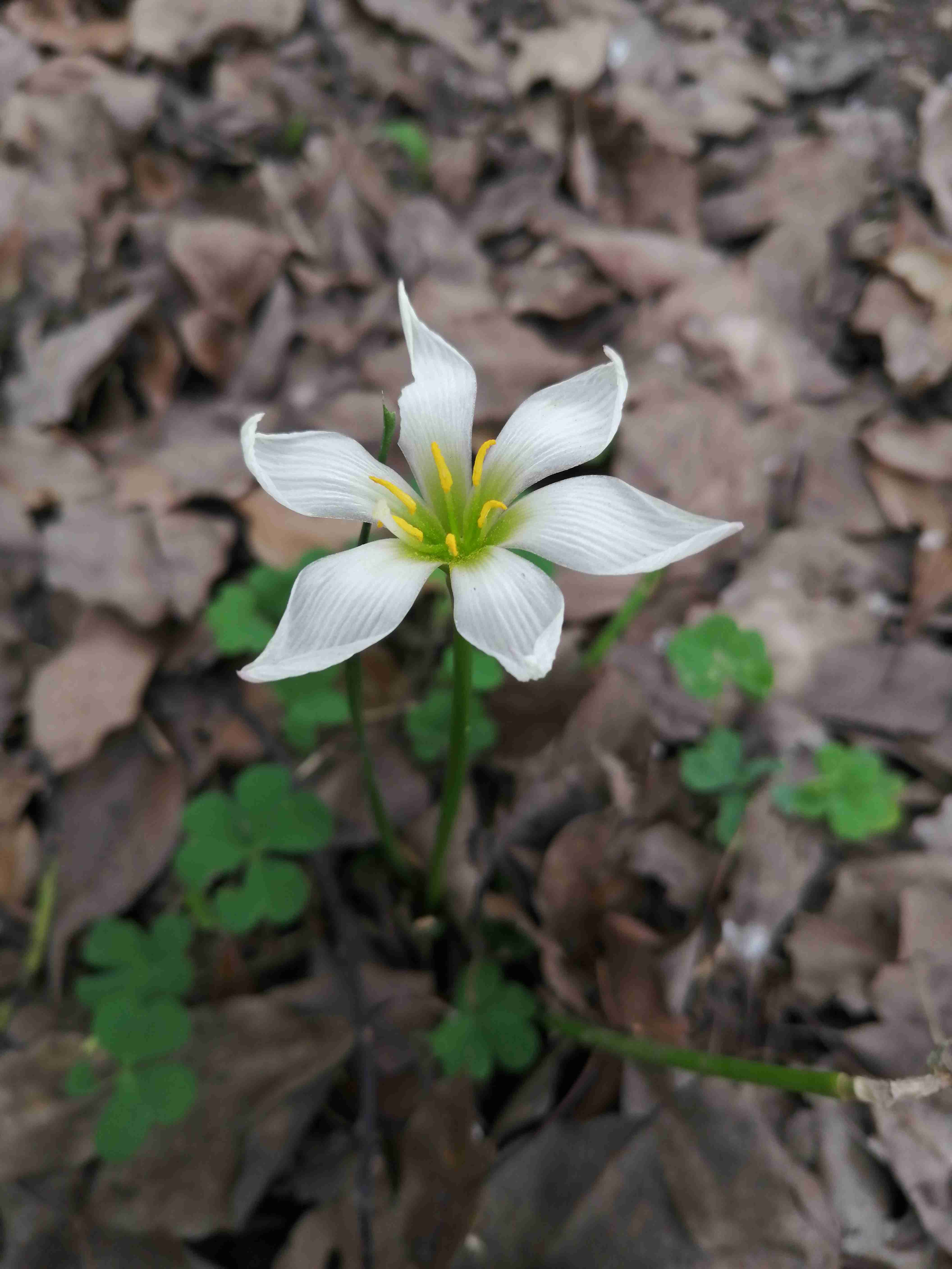 知ってる人が簡潔に教えてくれるトピ
