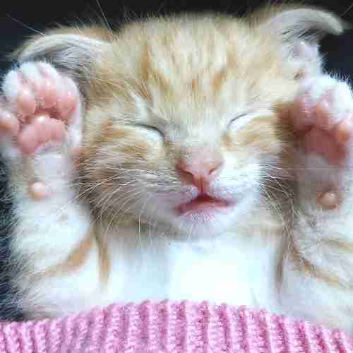 プニプニしてそうな画像