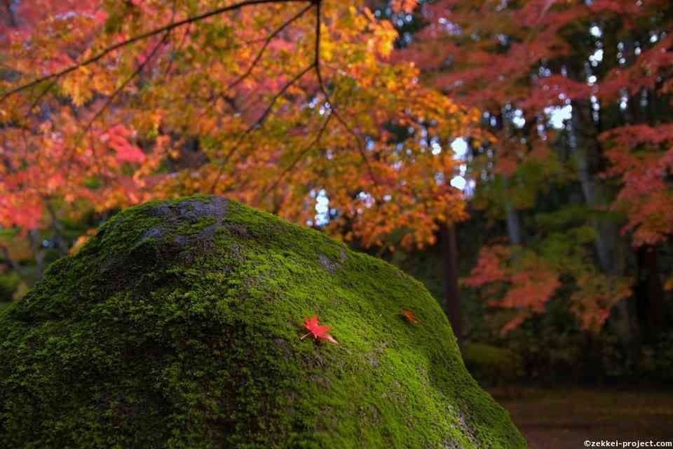日本庭園/日本家屋が好きな人が集まるトピ