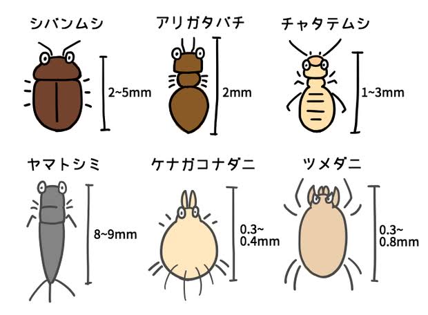 チャタテムシ に悩んでます ガールズちゃんねる Girls Channel